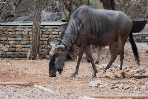 Animales en la casa o chalet o alrededores
