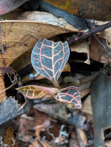 Fotografie z fotogalerie ubytování Nilgira Nature Trails v destinaci Morawaka