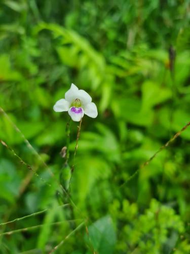 Fotografie z fotogalerie ubytování Nilgira Nature Trails v destinaci Morawaka