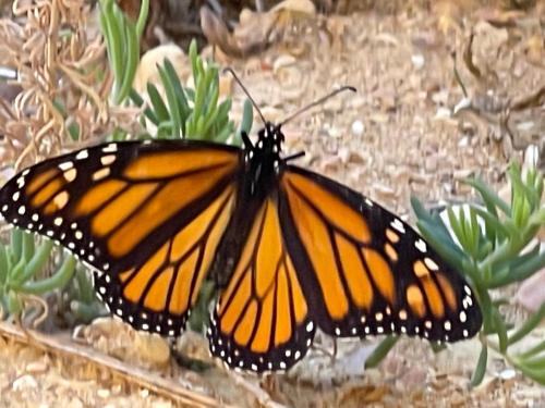 a monarch butterfly is sitting on a plant at Sunset Guest Suite in Aldinga Beach