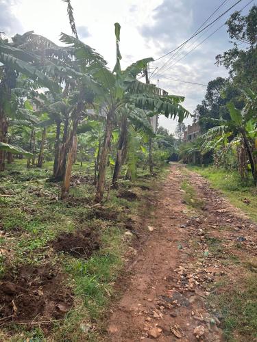 a dirt road next to a bunch of banana trees at Studio room in Kira, Bulindo in Bulindo