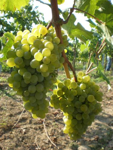 a bunch of green grapes hanging from a tree at Haus Sundl - Privatzimmer in Emmersdorf an der Donau