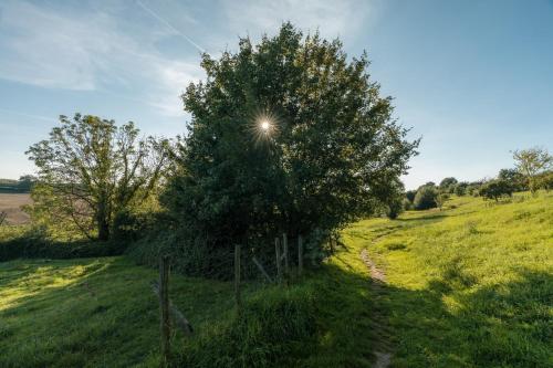 a tree in the middle of a field at De Dommelhoeve in Peer