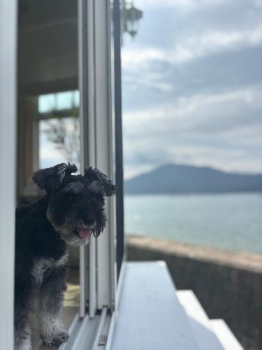 a small black dog looking out of a window at 宮島リゾート Hauol'i in Hatsukaichi