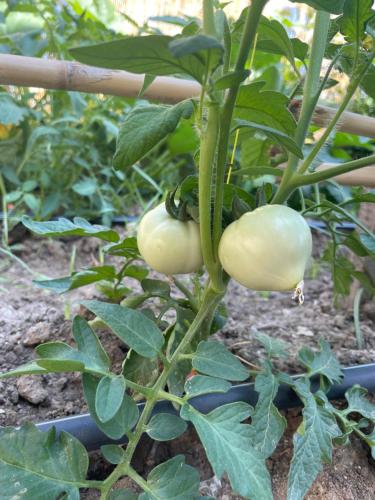 a bunch of green tomatoes growing on a plant at The Doctor's house - Το σπίτι του γιατρού in Agios Konstantinos Fthiotida