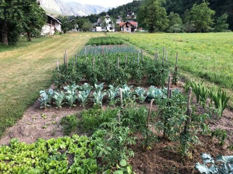 a garden with plants in the middle of a field at Jack's Apartments in Bled