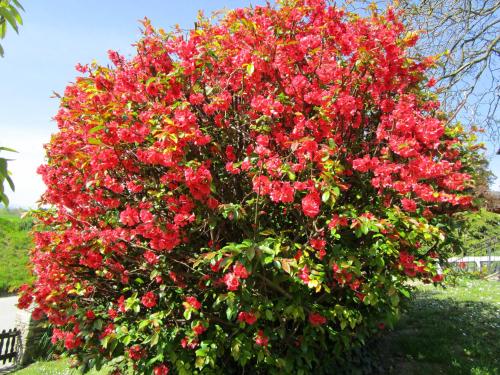 a large bush of red flowers in a yard at Haus Sundl - Privatzimmer in Emmersdorf an der Donau