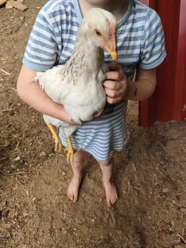 a man holding a white bird in his arms at Quinta dos Covões in Fornos de Algodres