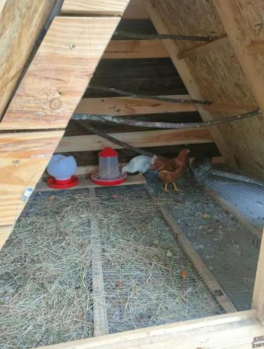 a chicken is standing in a chicken coop at Quinta dos Covões in Fornos de Algodres