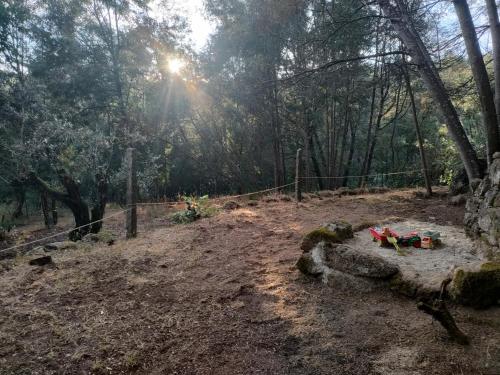 a wooden bench in the middle of a forest at Quinta dos Covões in Fornos de Algodres