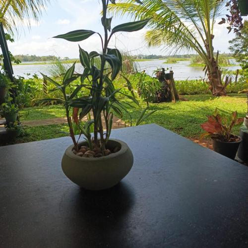 a plant in a vase sitting on top of a table at Lake Face Cabana in Tissamaharama