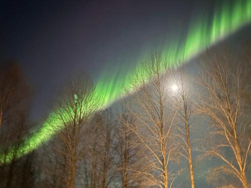 an image of the northern lights in the sky over trees at Aava Riverside in Rovaniemi