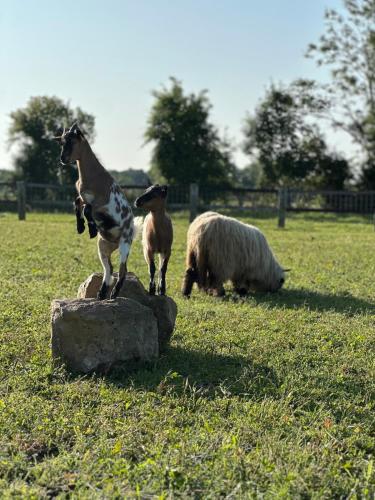 two goats are standing on a rock in a field at La Maison Poulette in Ticheville
