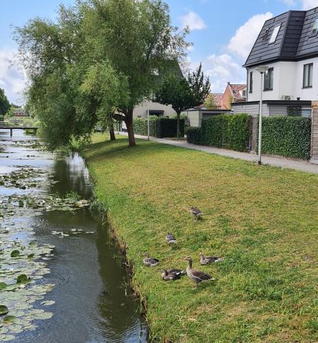 a group of ducks on the grass next to a river at LandLust Guesthouse B&B Amsterdam Area Purmerend in Purmerend