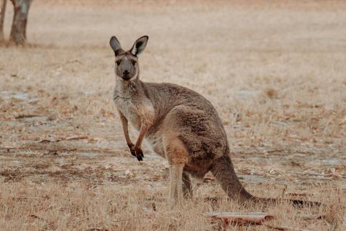 a kangaroo is standing in a field at The Barn - On Cockatoo Lane in Sandy Creek