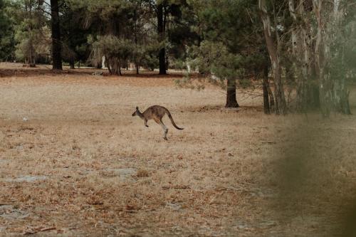 a kangaroo running through a field with trees at The Barn - On Cockatoo Lane in Sandy Creek