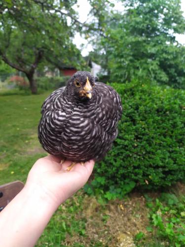 a person holding a small bird on their hand at Bli en del av Vråka by in Edsbruk