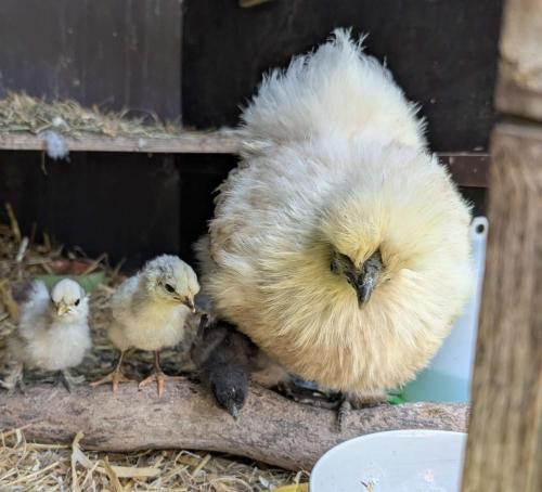 a group of birds standing next to each other at Löwenhof Jurte in Wald