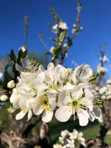 a close up of white flowers on a tree at Hideaway Stonehouse pool for 2 Dalmatia Imotski in Medvidovići