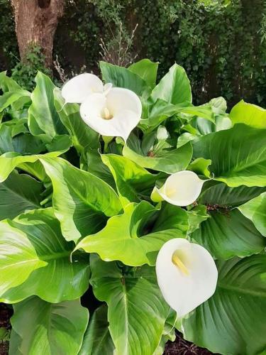 a group of white flowers on top of green leaves at Rêveries in Roeselare