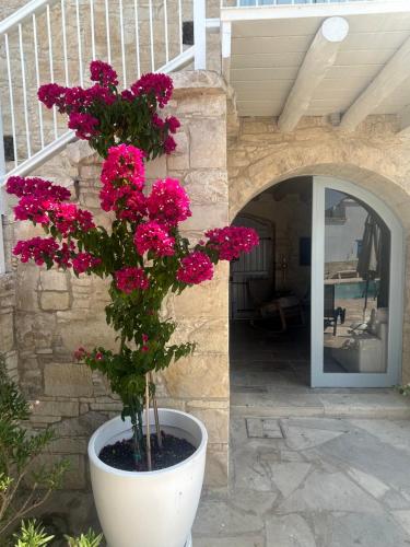 a plant with pink flowers in a white pot at Little Stone House in Lymbia