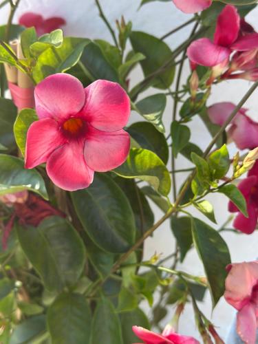 a pink flower on a plant with green leaves at Trullo Moi in Ostuni