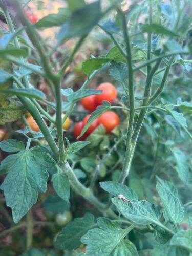 a bunch of tomatoes growing on a plant at Narcisa Farmhouse B&B in Nadur