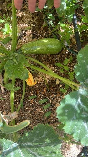 a close up of a green plant with a flower at Narcisa Farmhouse B&B in Nadur