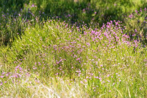 a field of purple flowers in the grass at Lodge 2 - Domaine Des Landes in Lesperon