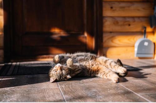 a cat laying on its back on the floor at Sicevacka Bajka in Niš