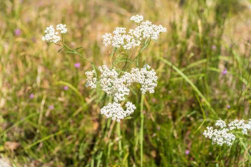 a bunch of white flowers in a field at Lodge 4 - Domaine Des Landes in Lesperon