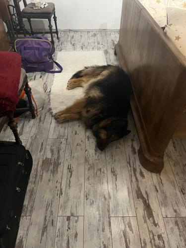 a dog laying on a rug on the floor at Vándor Székely Vendégház in Nagybörzsöny