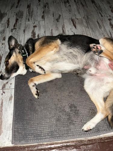 a dog laying on the floor next to a cat at Vándor Székely Vendégház in Nagybörzsöny
