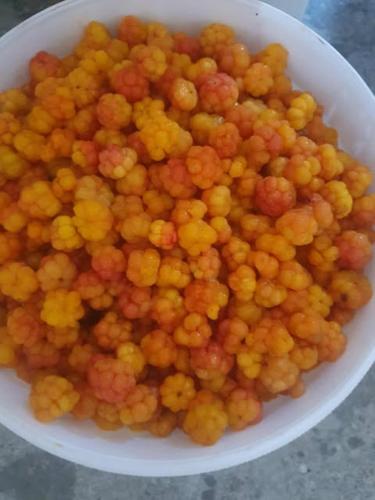 a white bowl filled with a pile of fruit at Fjällnära Villa i Vidsel in Vidsel