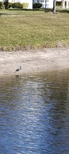 Afbeelding uit fotogalerij van True Happiness, Housing Near Disney Word in Kissimmee