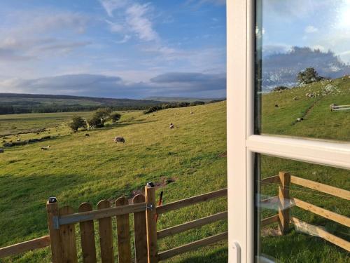a view from a window of a field with cows at Wooly Huts Grey in Westport