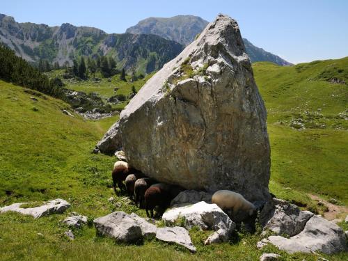 a group of animals standing around a large rock at Haus Izabella in Filzmoos
