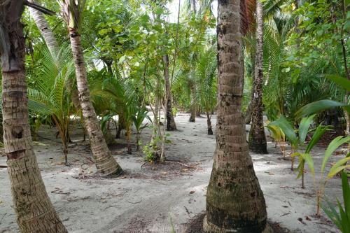 a row of palm trees in a forest at Stay Kora in Thinadhoo