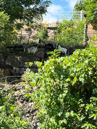 a garden with rocks and plants in a yard at Gîte de Coussane 2 in Espalion
