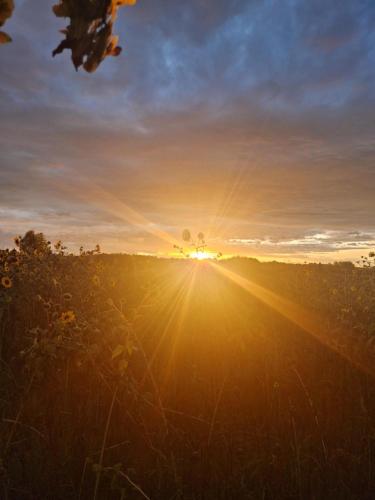 a sunset in a field with the sun setting at La Casa del Borgo in Peccioli