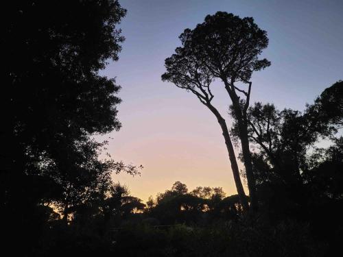 a tree in a field with the sunset in the background at Villa Capinera, intera casa con parco privato in Punta Ala