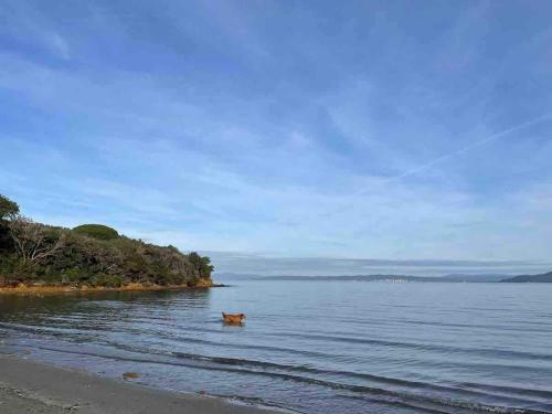 a dog standing in the water at the beach at Villa Capinera, intera casa con parco privato in Punta Ala