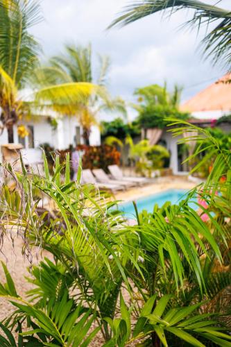 Πισίνα στο ή κοντά στο Cactus lodge Zanzibar