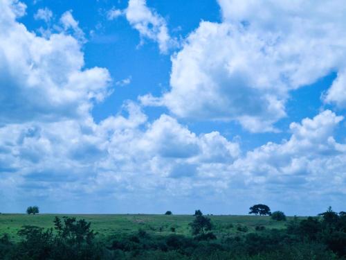 a green field with a tree and a cloudy sky at Chris's at the Park in Nairobi