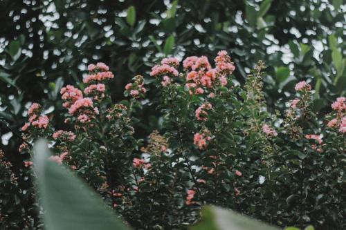 a group of pink flowers on a plant at Căn Gỗ in Sóc Sơn