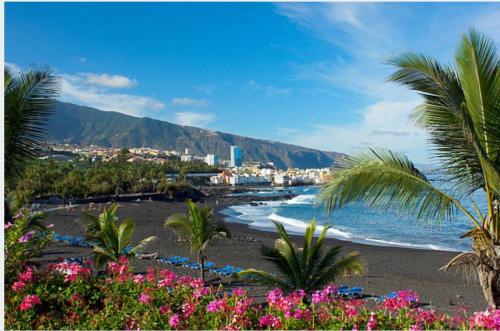 una spiaggia con palme e l'oceano di Casa Suami a Puerto de la Cruz