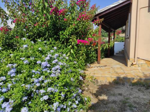 Κήπος έξω από το Aglaia House