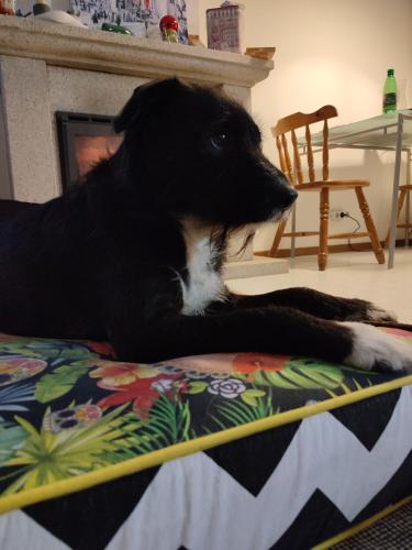 a black and white dog laying on a bed at Casa da Olívia in Castelo Branco