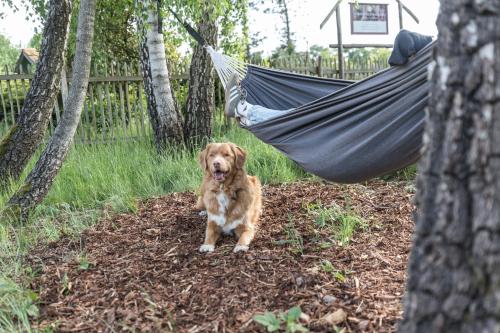 a dog sitting in a hammock in a yard at Fachwerk-Treppenspeicher, Ruhe auf dem Land, Haustiere willkommen, Leihfahrräder, 24-7 check in in Kirchlinteln