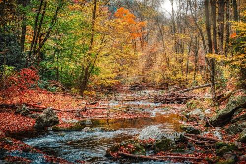 a painting of a stream in the woods with autumn leaves at Away From It All By Avada Properties in Sevierville